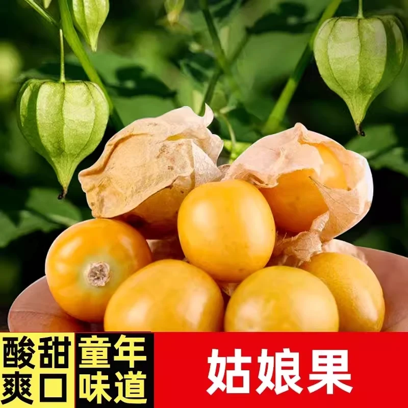 姑娘果苗高产春播灯笼果黄姑娘苗蔬菜苗秧苗阳台 盆栽