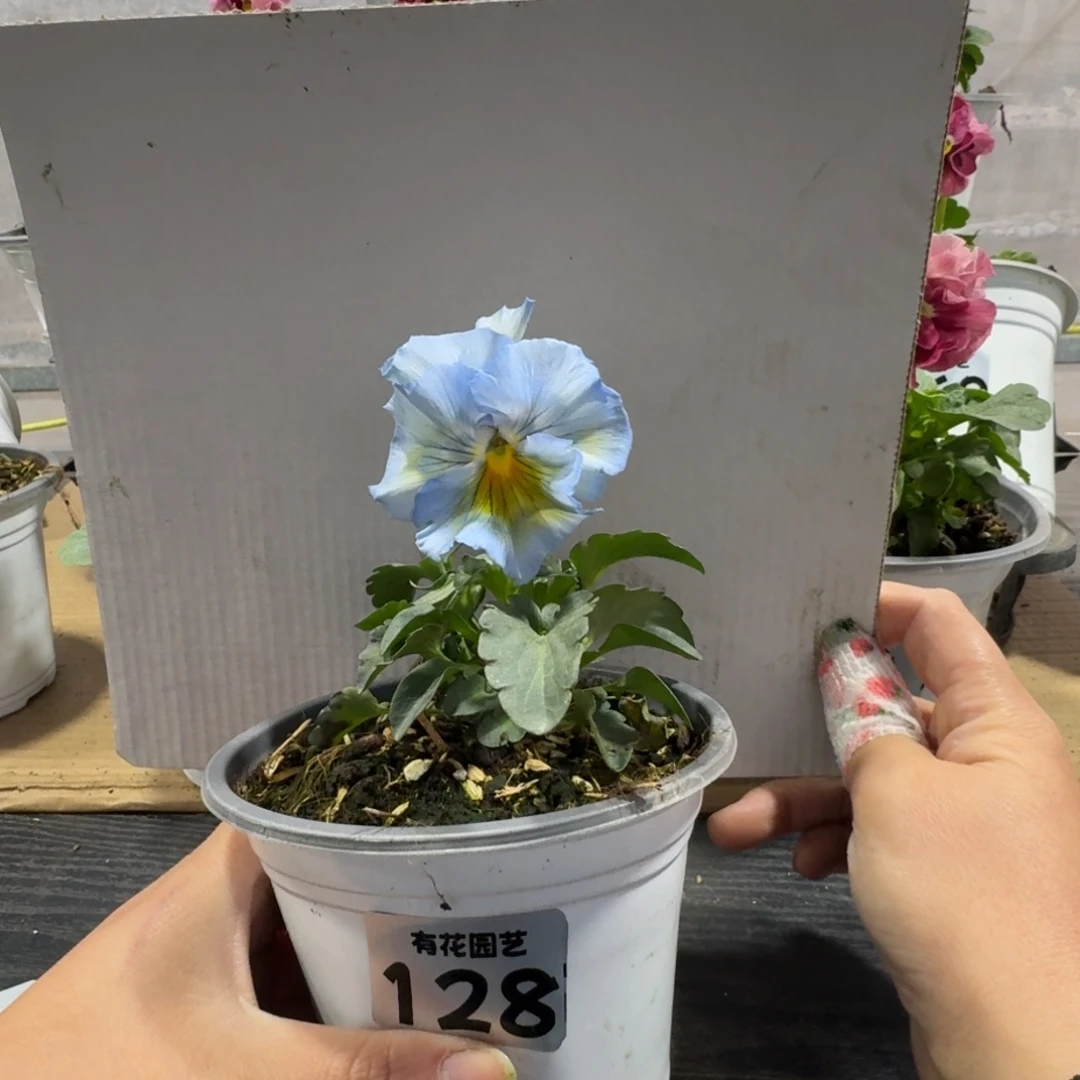 全部花朵128号角堇