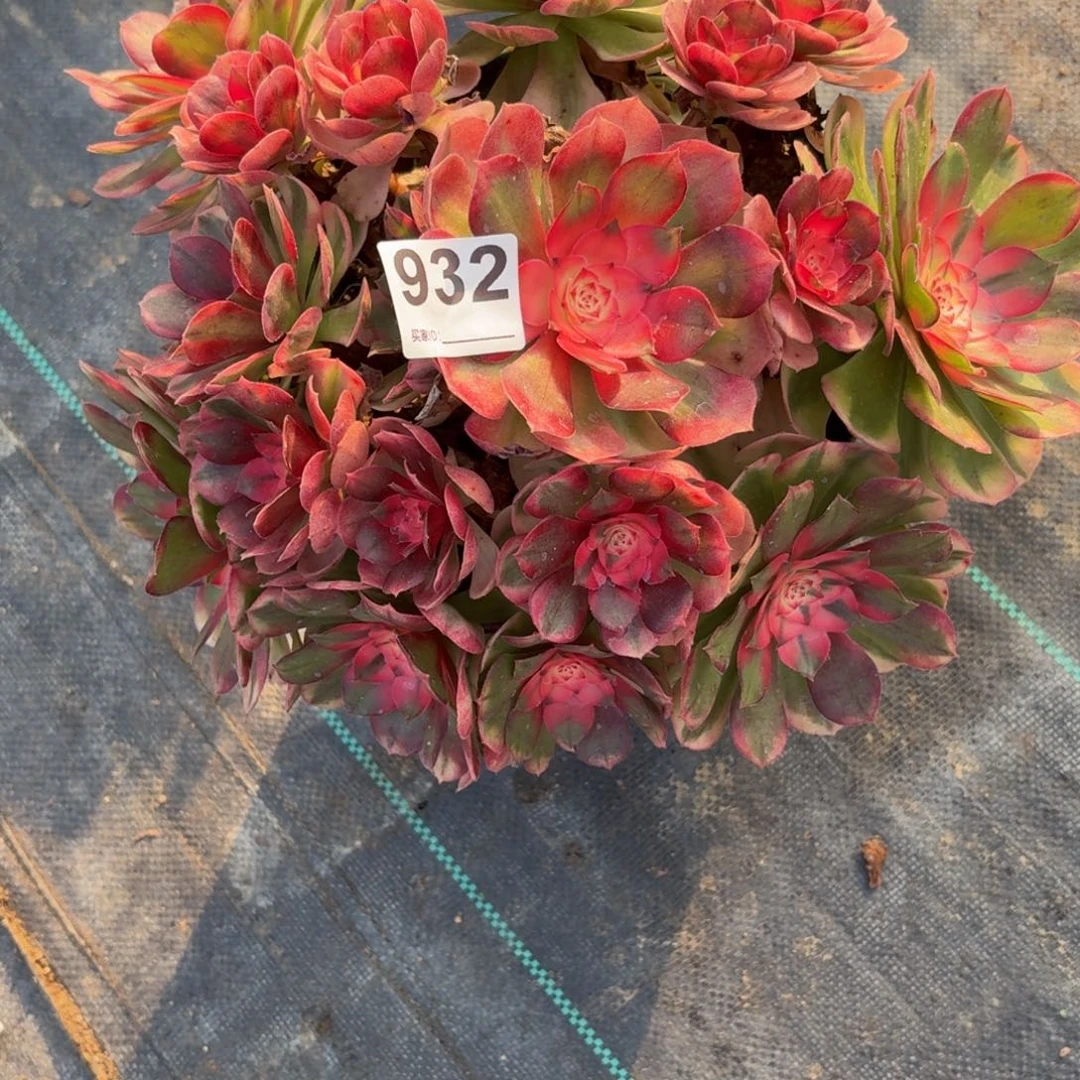 932大机制多肉植物