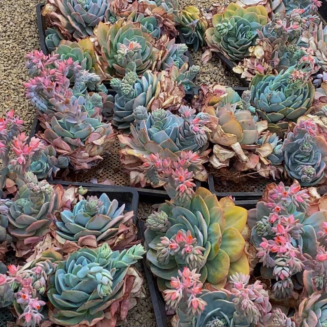 h****h141多肉植物保护研究所所长的介绍