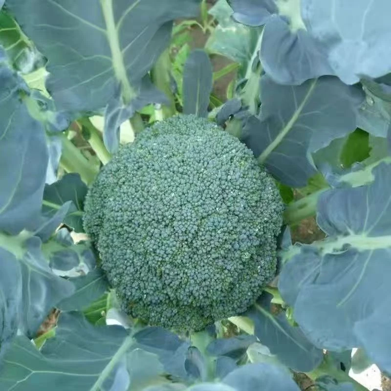 西兰花秧苗菜花苗带土各种苗秧西兰苔菜蔬菜苗四季蔬菜苗高产