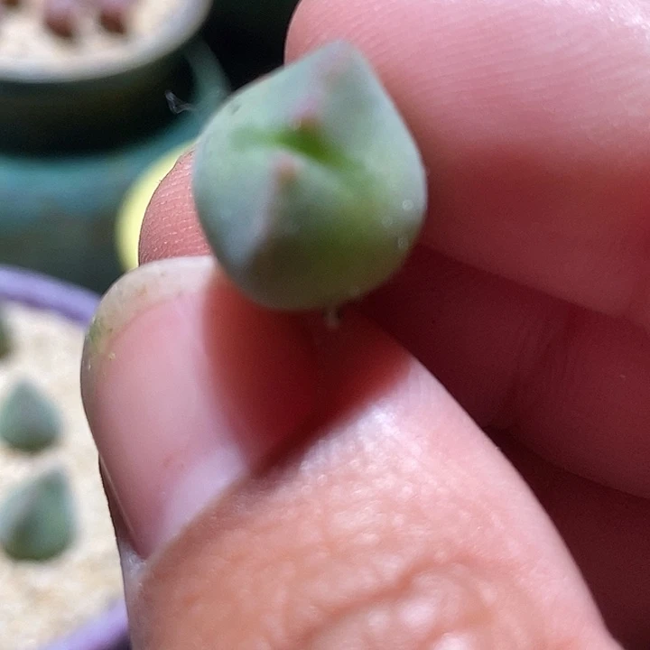 14511空蝉样本一颗