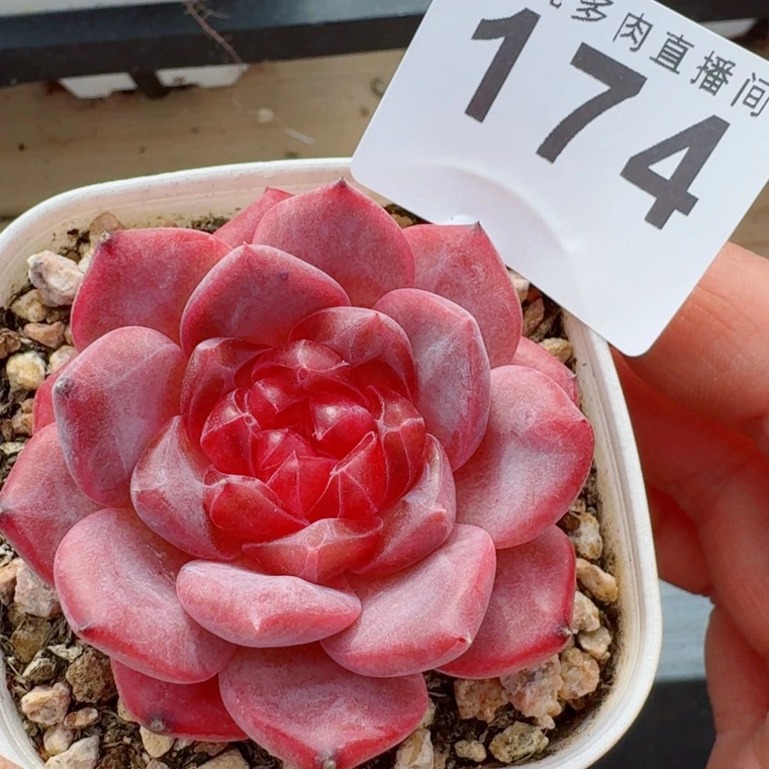 红灯芯琥珀      愿你一路坦途，乘风破浪展宏图