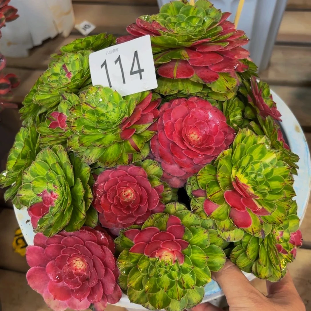 114多肉植物知否