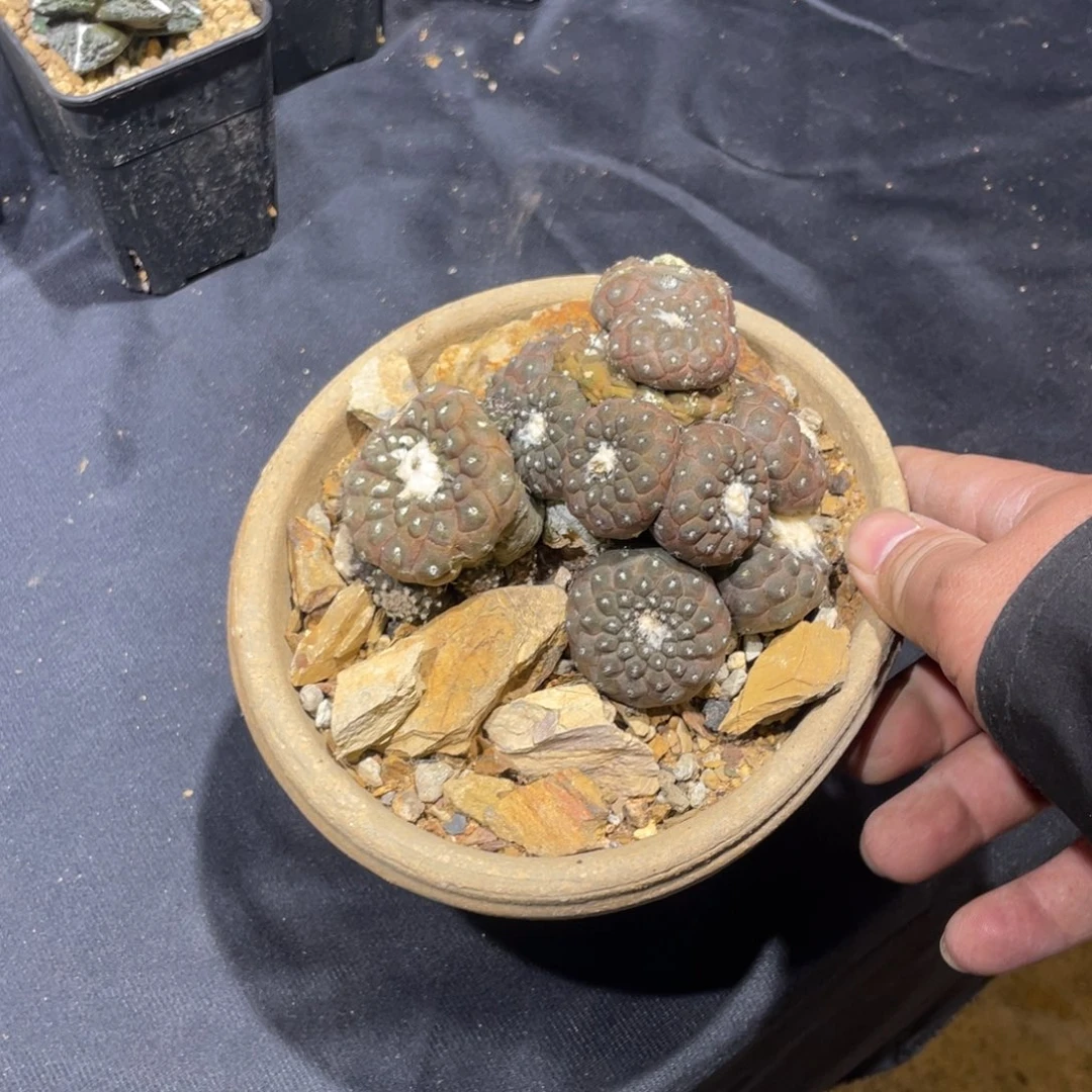 翔*儿实生蜥蜴皮特价