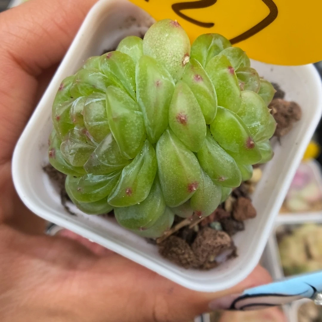 玲珑珍妮可拍427号。