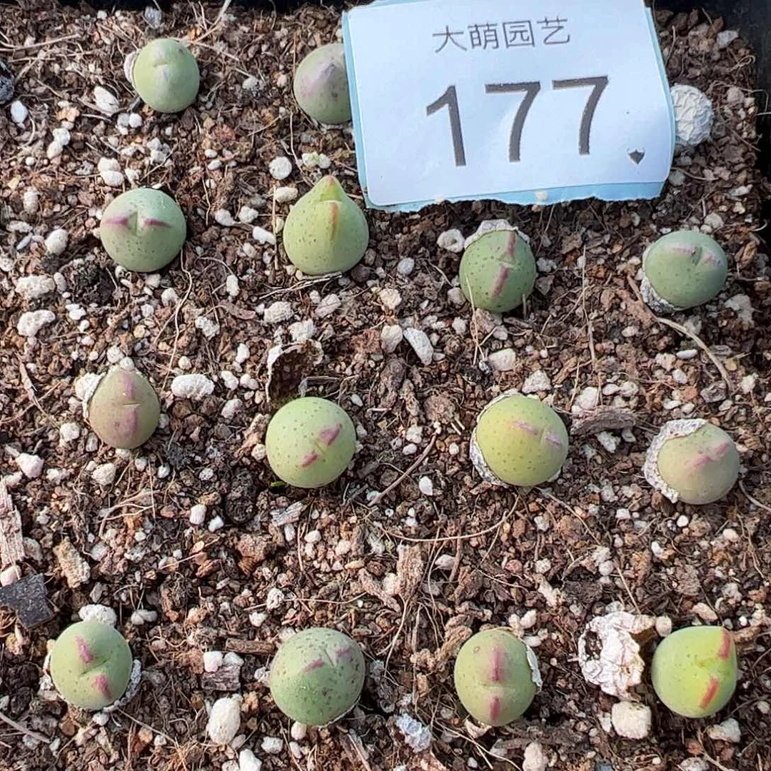 0000177量拍正版白花大枪2颗