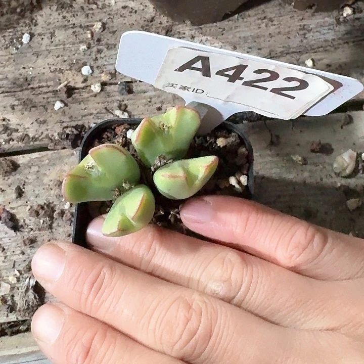 桃***春xgzfgcdf422