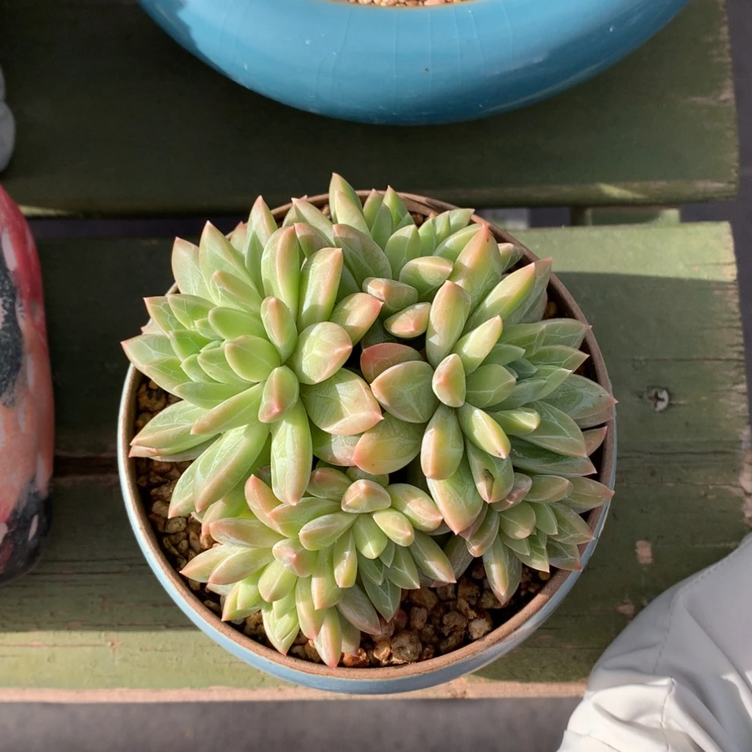 我们家的小姐姐们