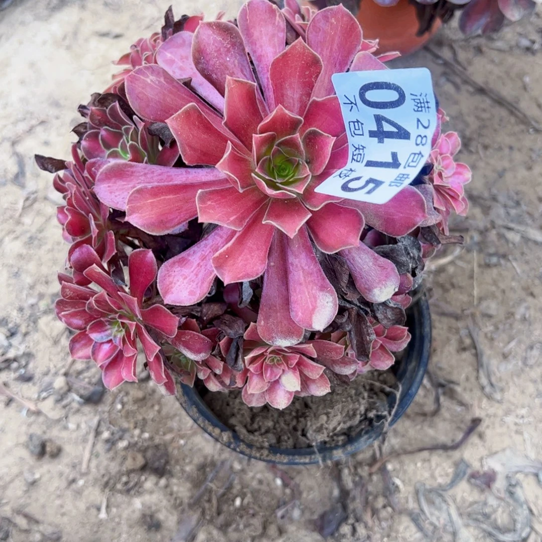 红日多肉植物0415