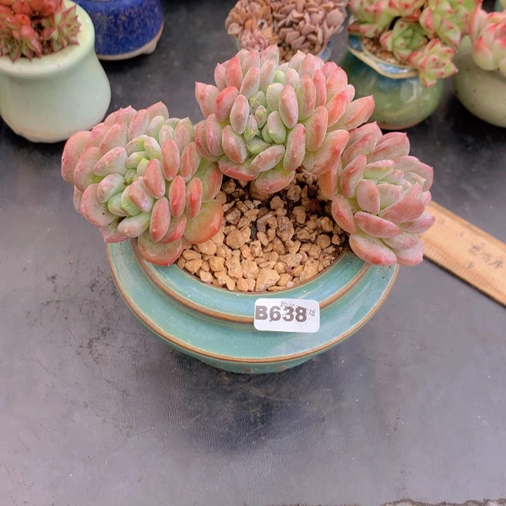K*…一物一拍含盆土满38包邮B638