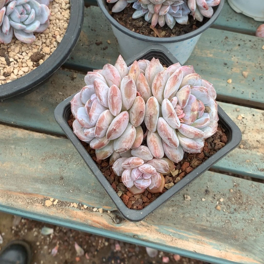 无花朵哈哈哈哈哈哈哈哈62