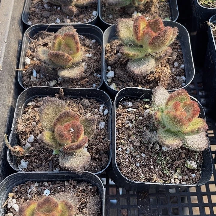 泰迪熊带盆土发货