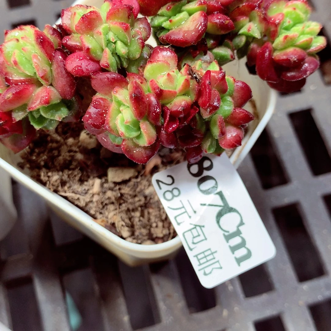 5厘米盆精控多肉807