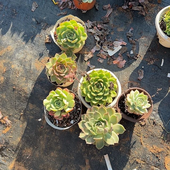 S*l多肉植物实物111
