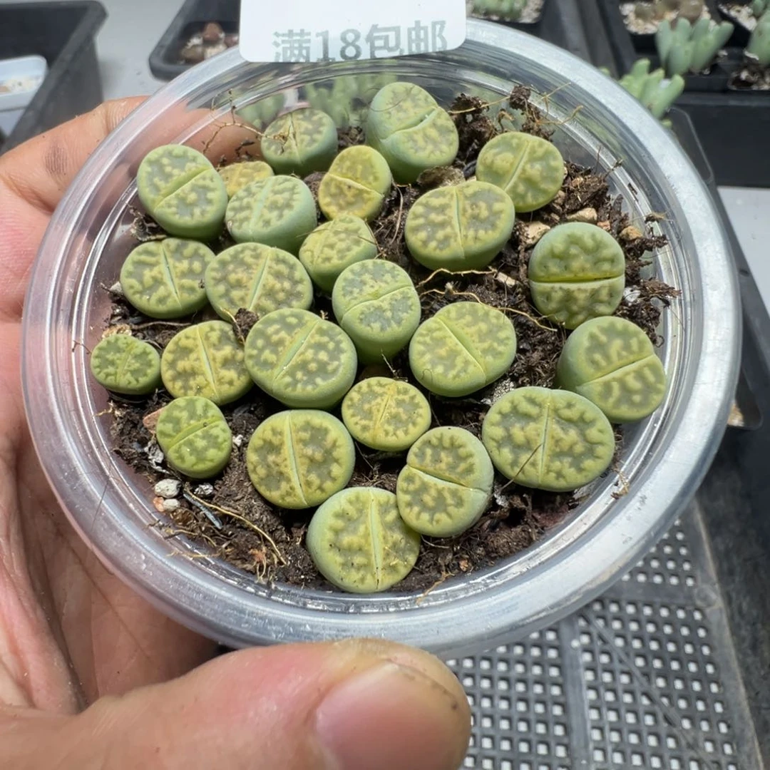 【闪购商品】 256。