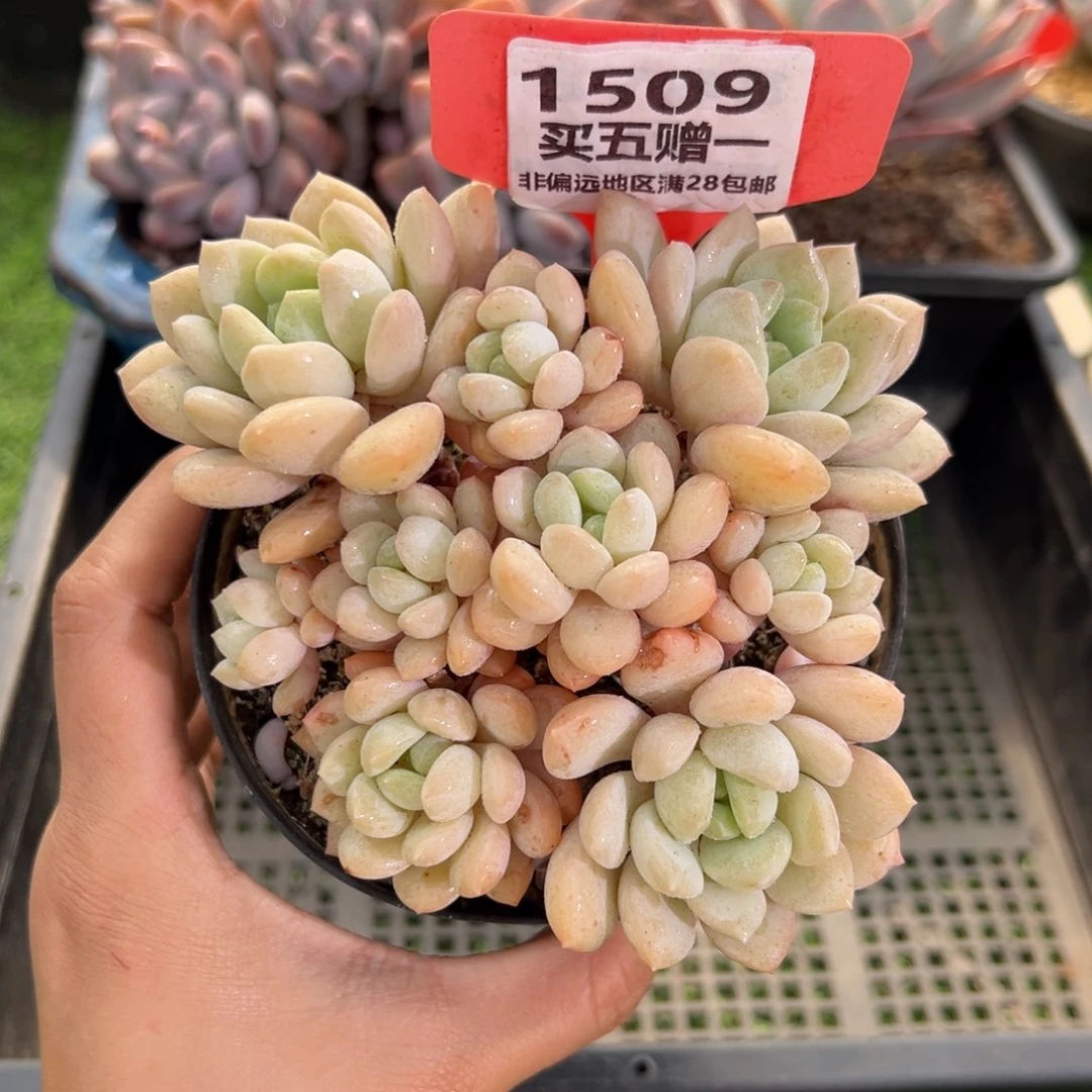 表妹精品多肉1509.