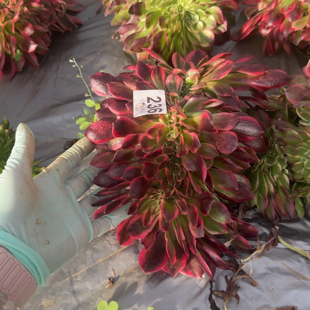 236粉女郎缀化多肉植物满28包邮