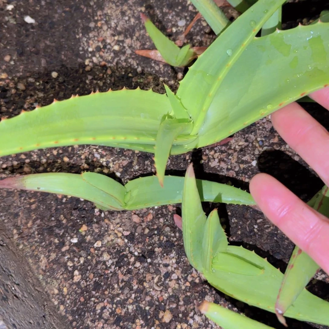 梵*＆块根植物块根植物