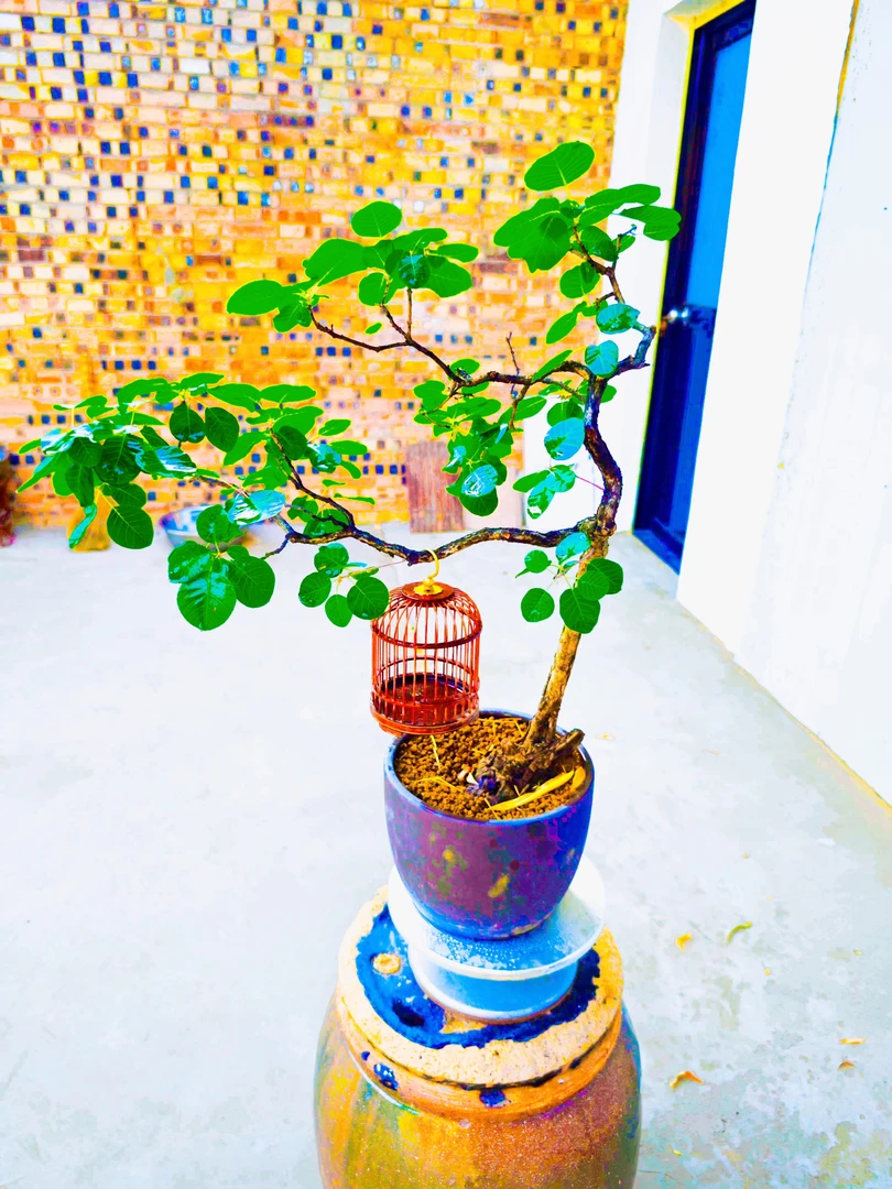 香山红叶黄栌盆景