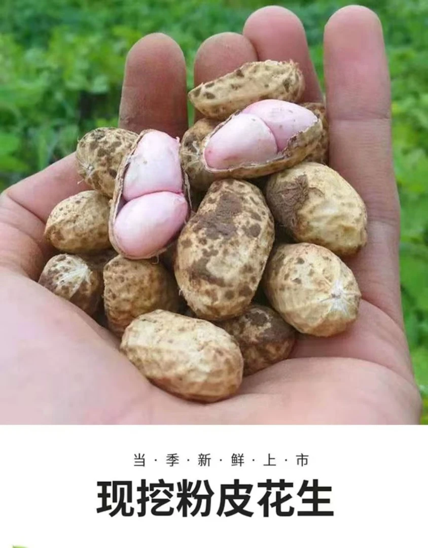 当季新鲜花生可水煮可凉拌生吃脆爽农家自种现挖现发粉皮花生