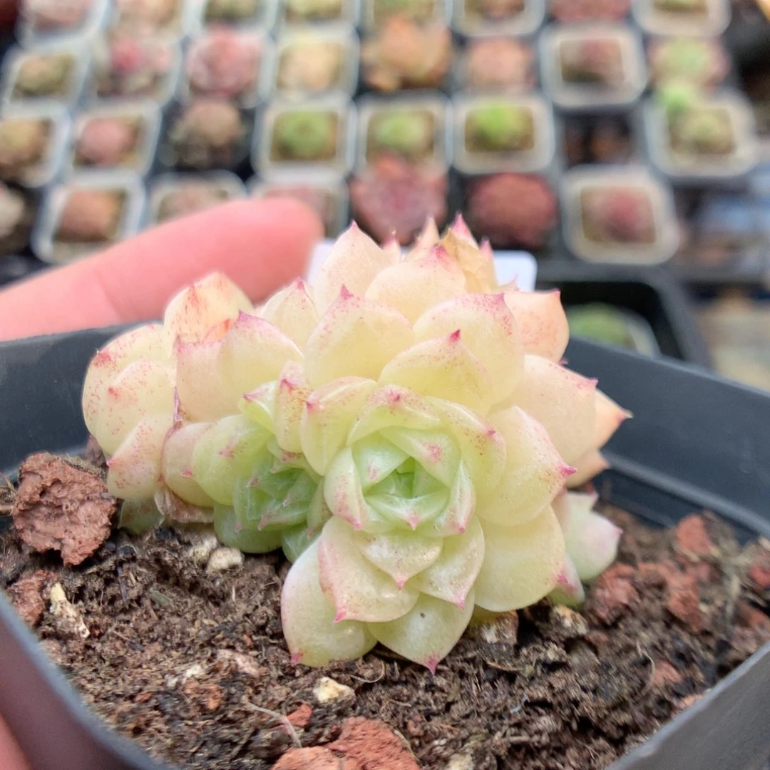 E24 柿子多肉20包邮两天凑单，偏远地区不发货