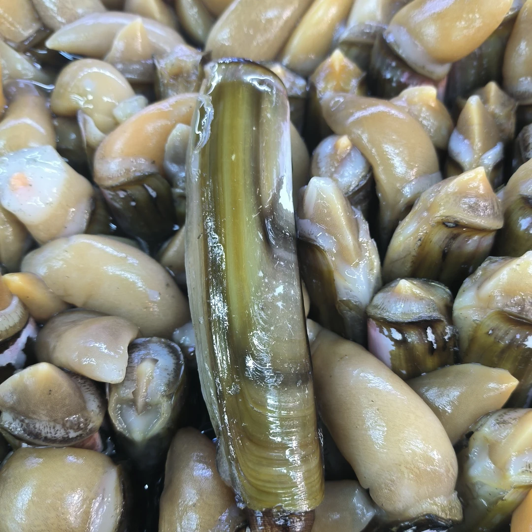 北方天润 活鲜海蛏子（±20克）