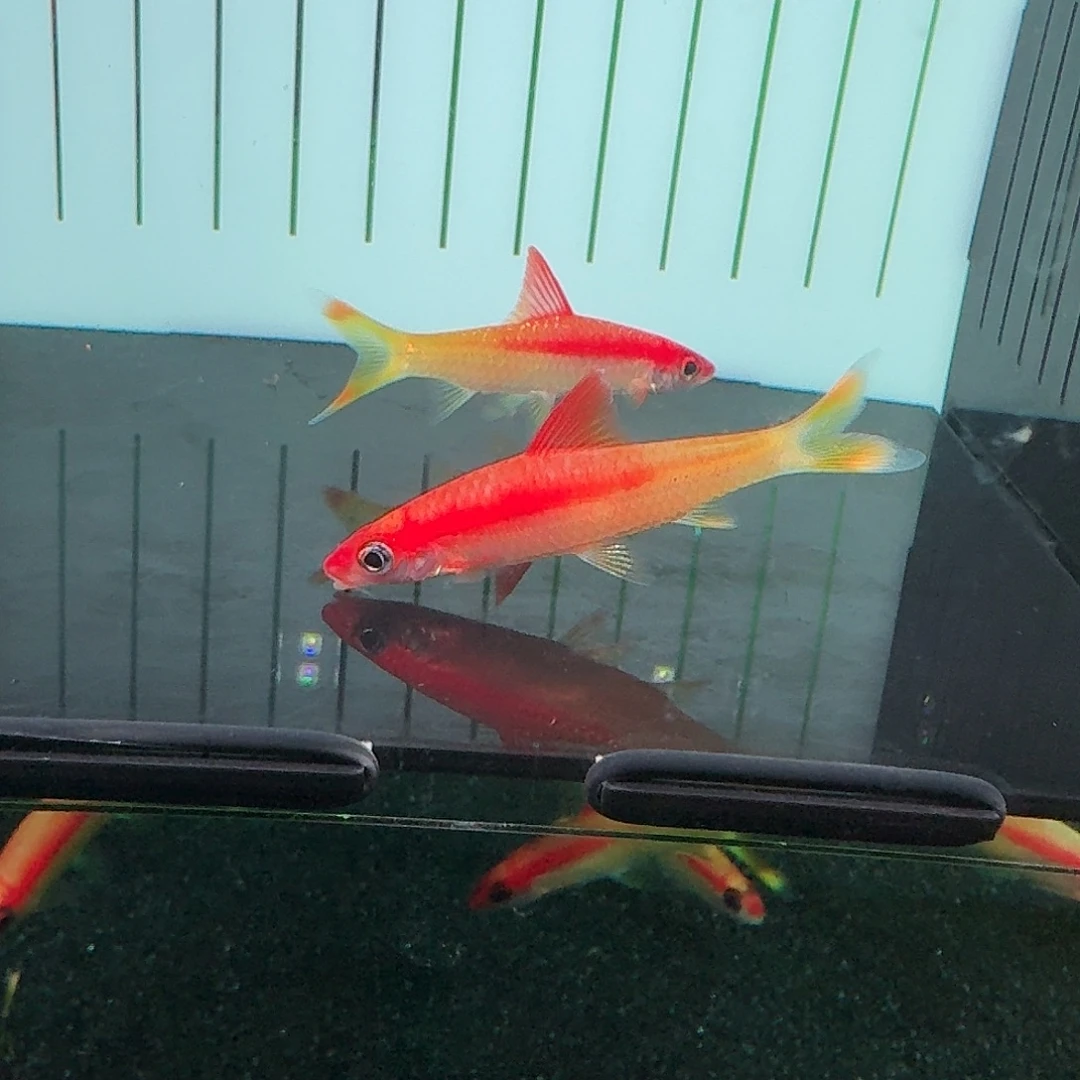 海水鱼黄化一眉道人