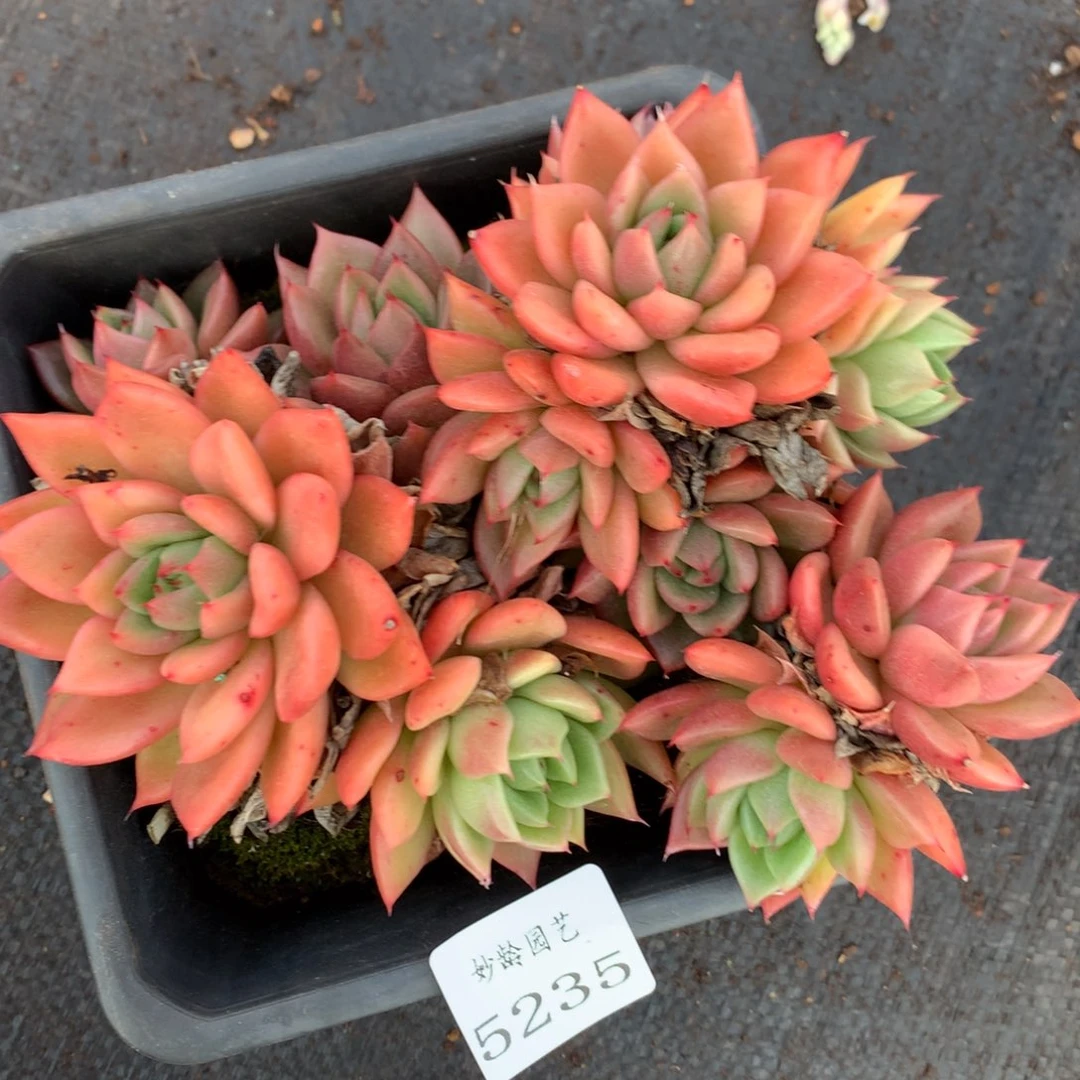 5235杂交精品基地15厘米