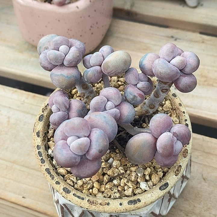 胭脂精品多肉   挑蛋004