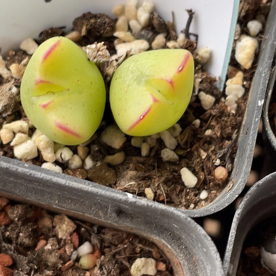 21-58将多肉植物肉锥