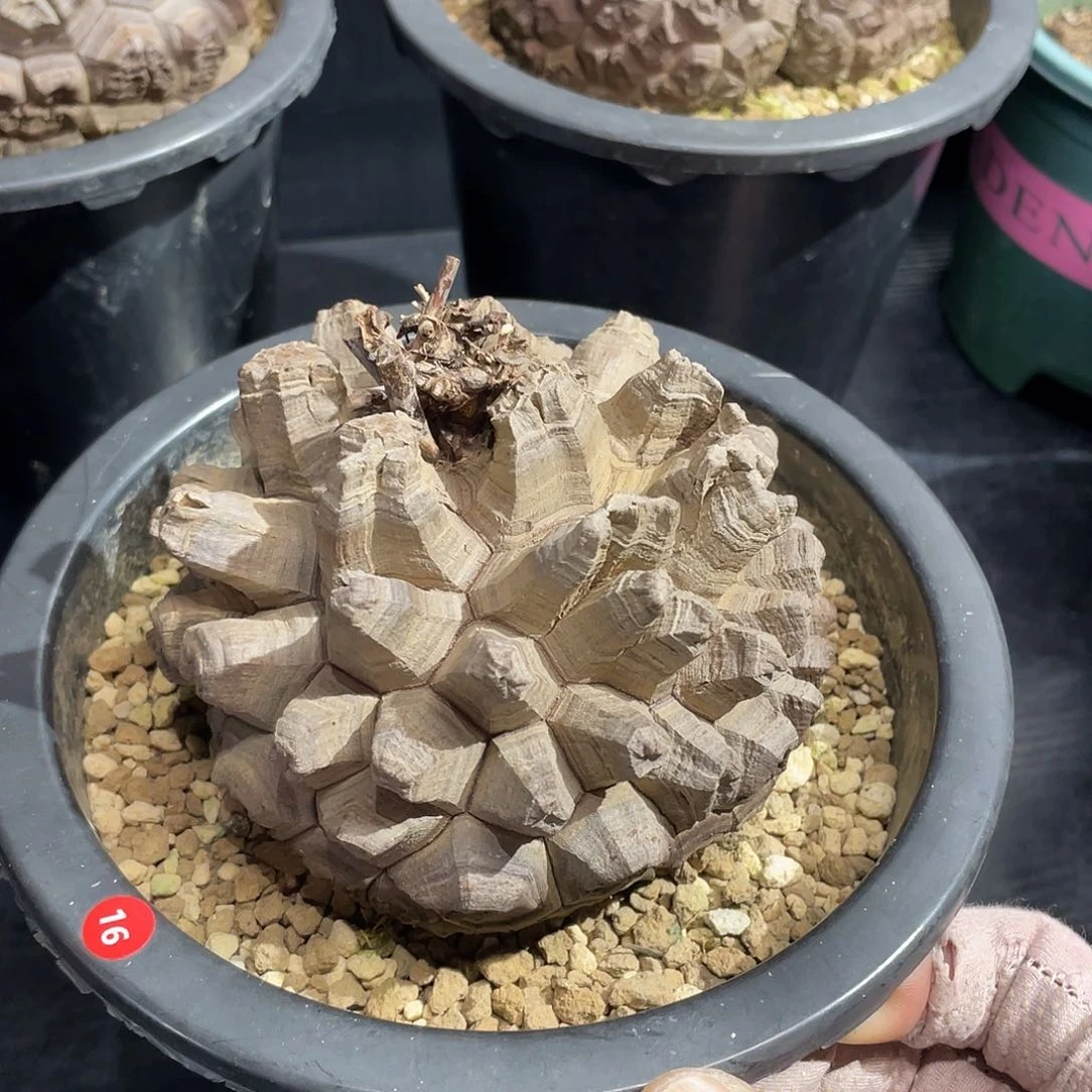 16号龟甲龙龟甲龙