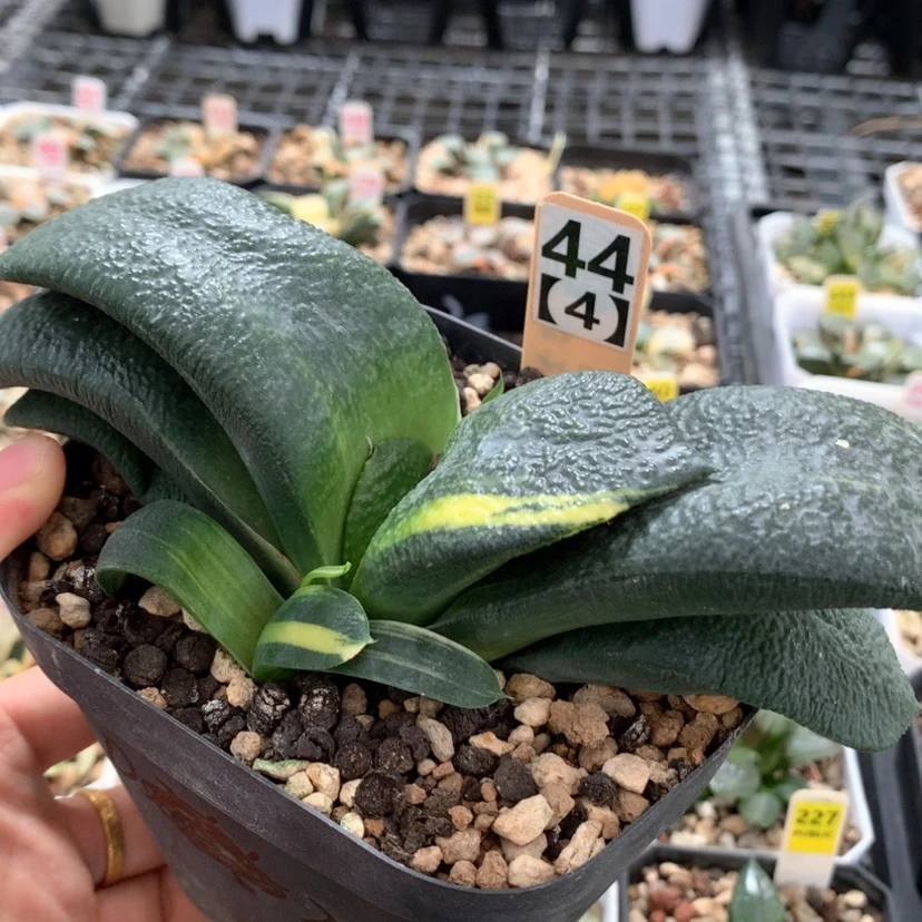 【闪购商品】444蜗牛