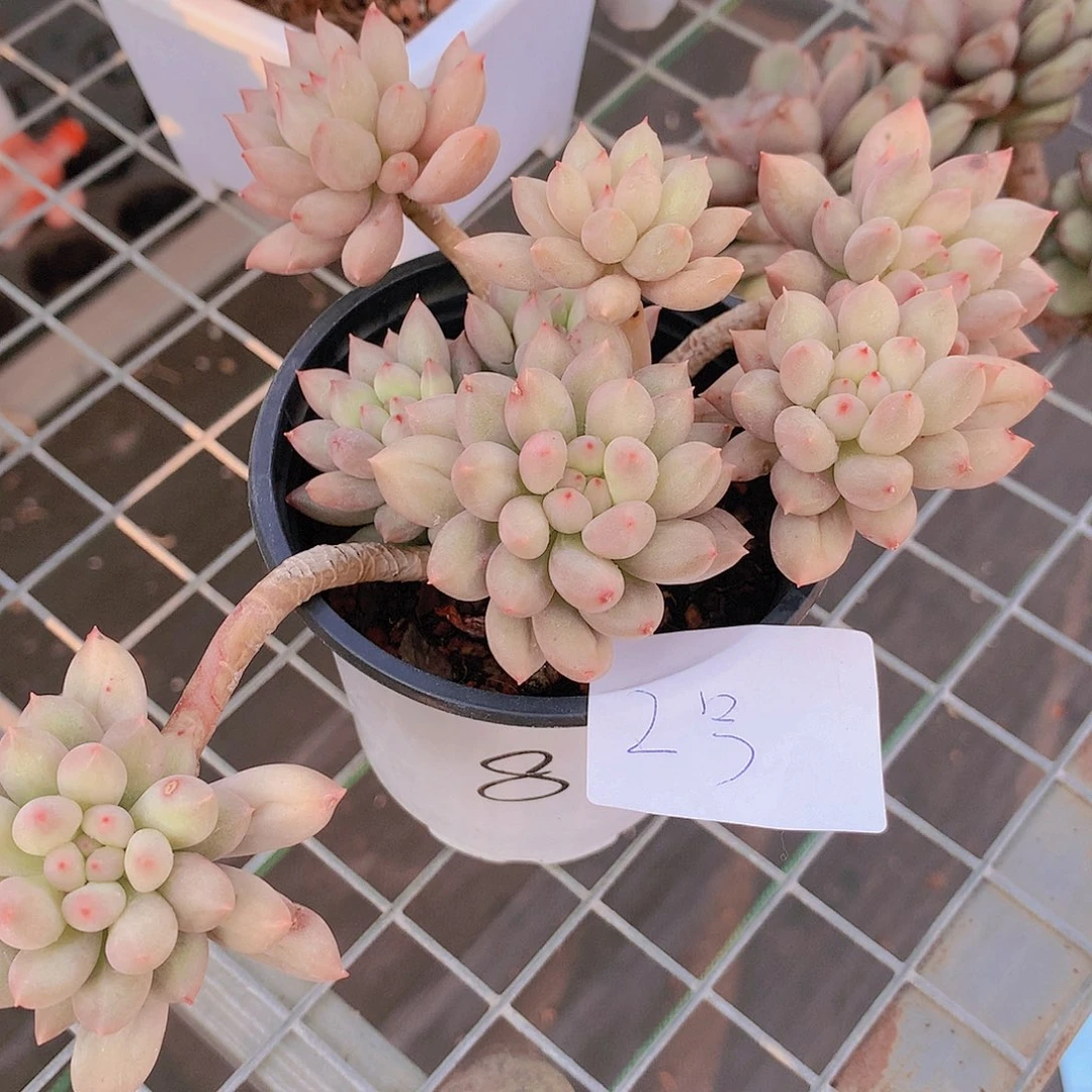 虞美人2号234556778899990