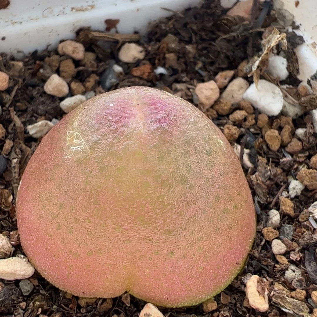 987多肉植物百科