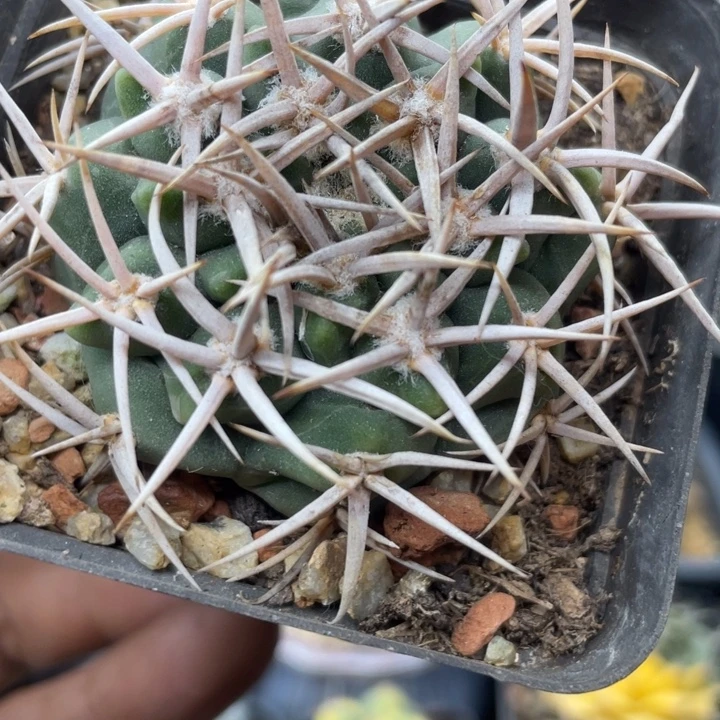 实生碧岩玉带盆发货