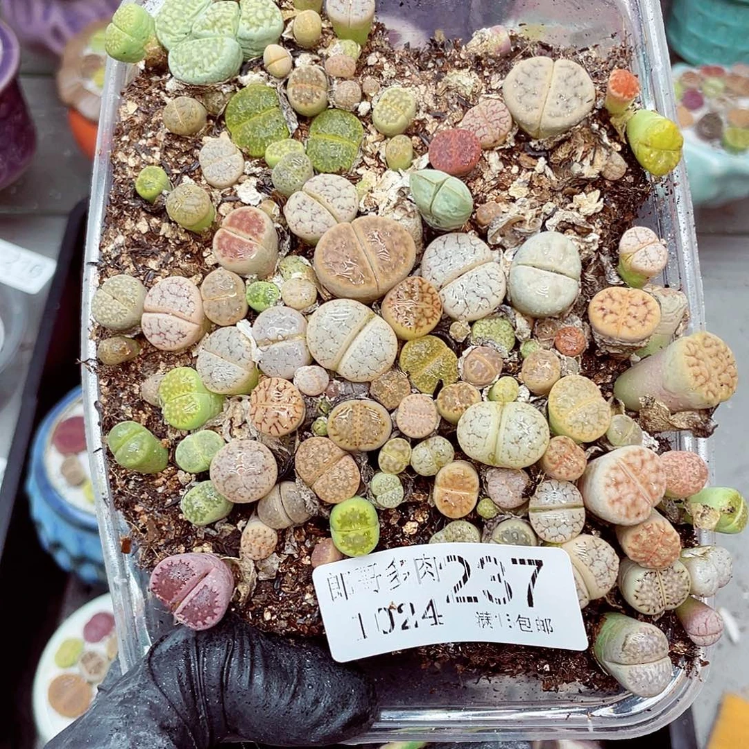 生石花满18包邮1024-237