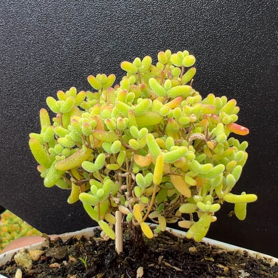 u811直杆蜜橘糖球冠幅5cm
