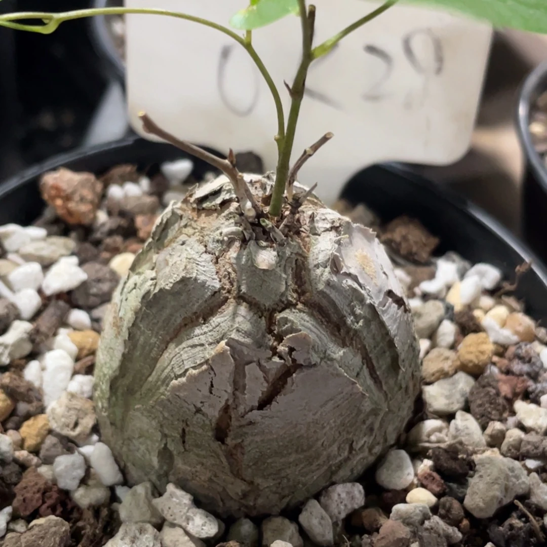 浅纹大甲，龟甲龙4.7公分