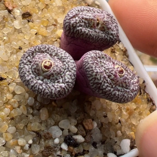 蜜纹安贞红纹一颗645。