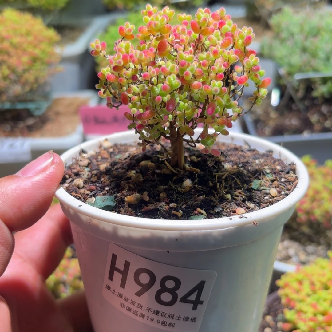 枝干番杏密橘糖球H984