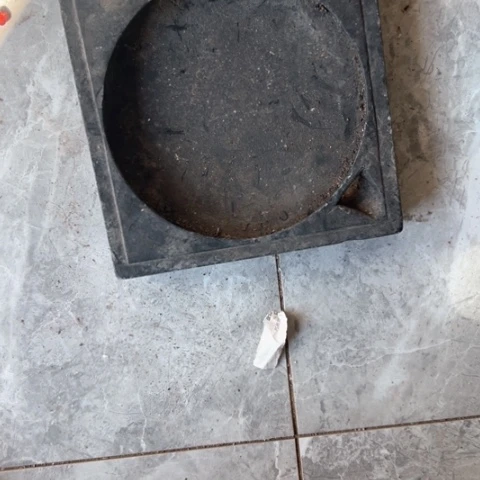 核桃木/黑胡桃（胡桃木）媛