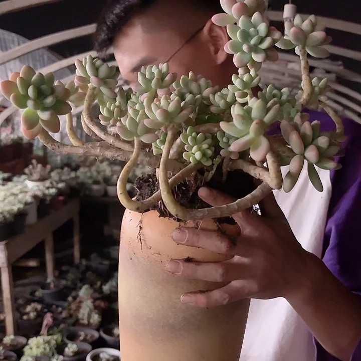 精控洛神多肉植物