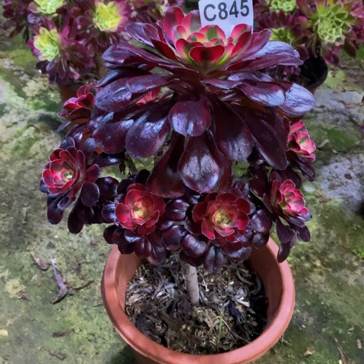 香奈儿多肉植物845