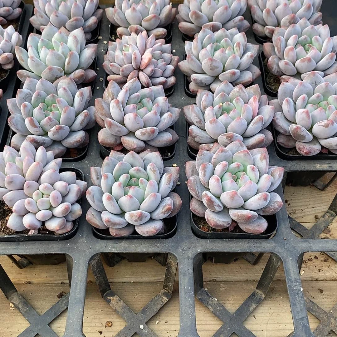 半夏单头，福利多多