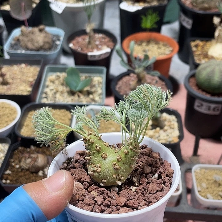 179白皮月界块根植物