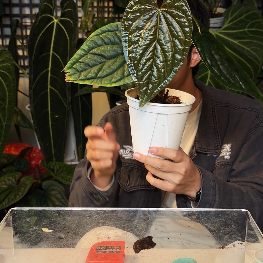 完全开放D30  酢浆草