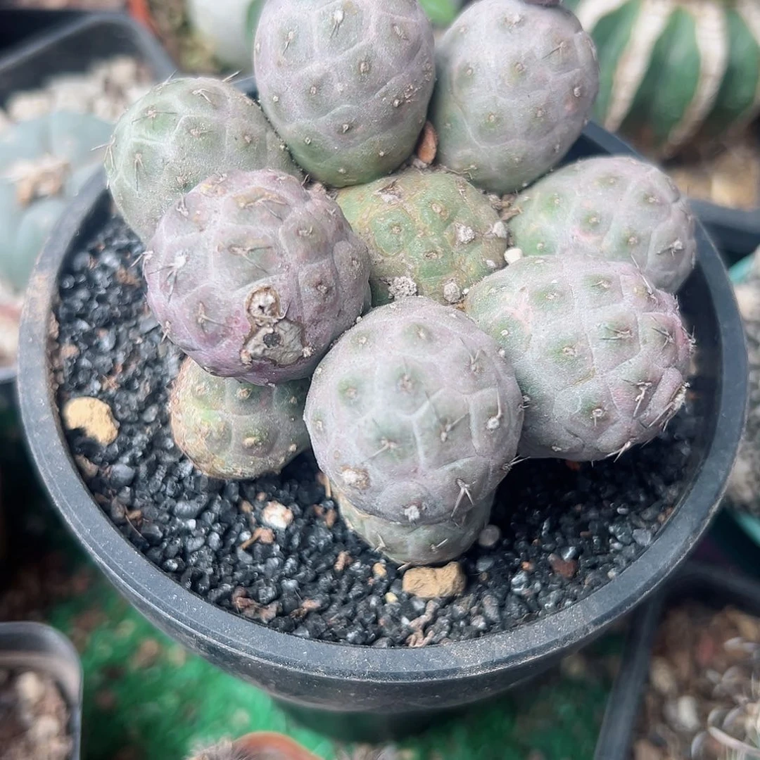 自根习自野9公分