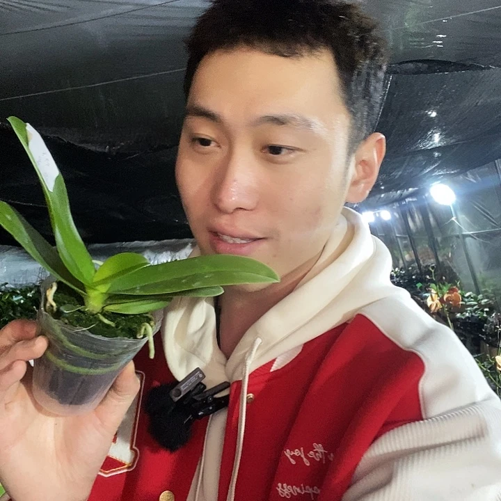 无花朵蓝星蝴蝶兰