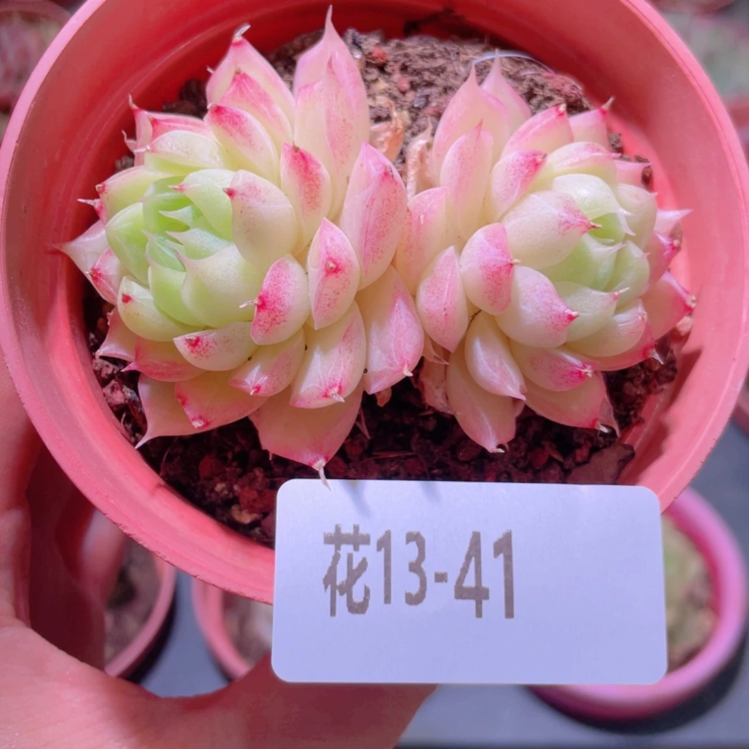 花利美13-41女王玫瑰
